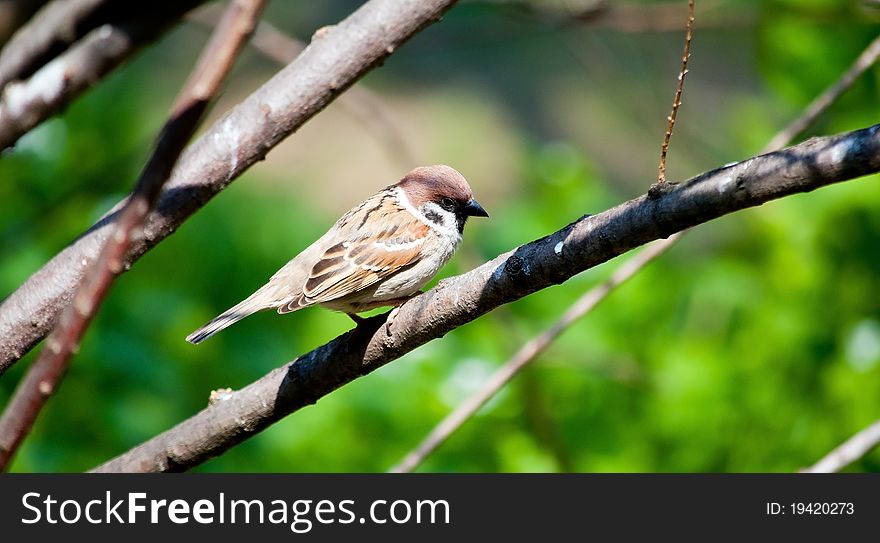 Sparrow on the branch against green spots