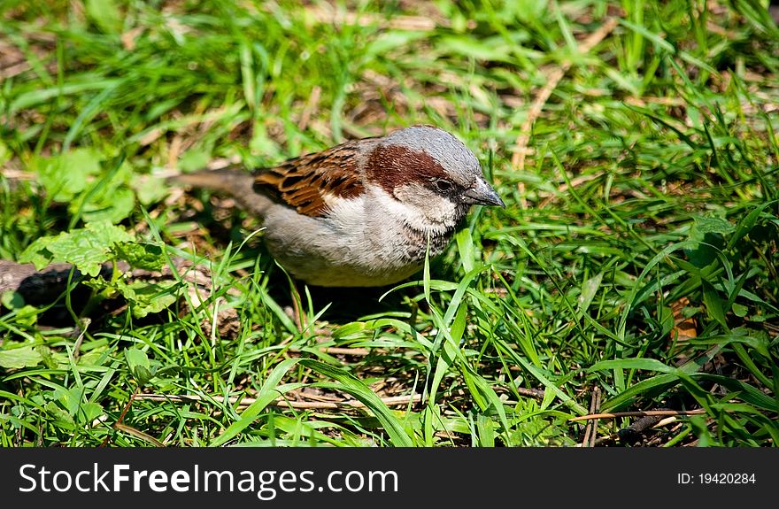 Sparrow in the grass looking for food