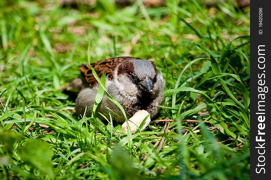 Sparrow in the grass eating something