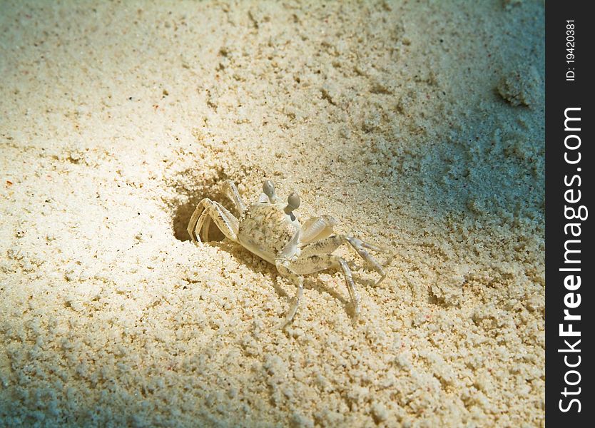 Small white crab on a sandy beach, Thailand