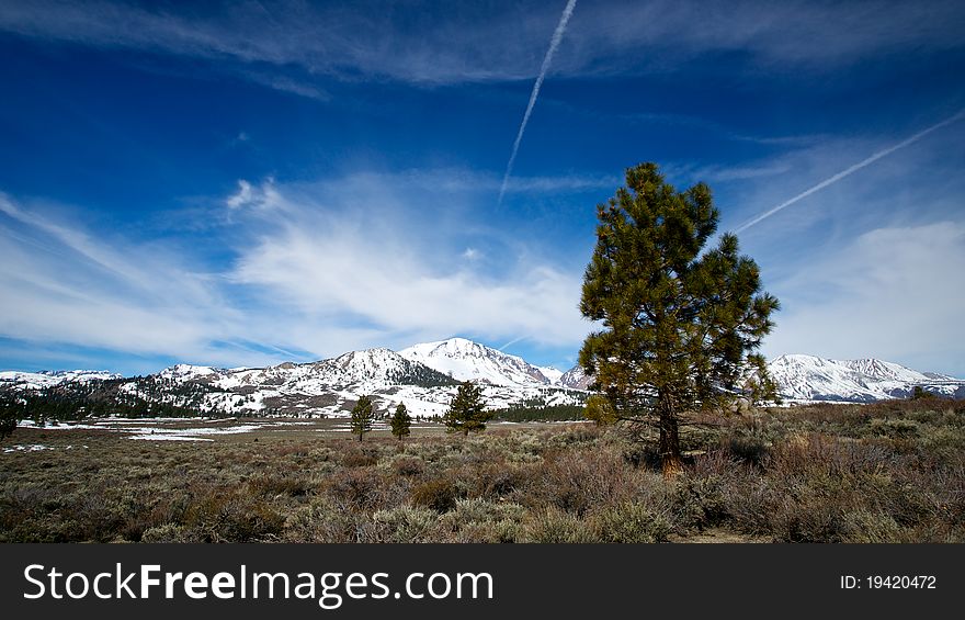 Singular pine trees dot the landscape east of Yosemite National Park in California. Singular pine trees dot the landscape east of Yosemite National Park in California.