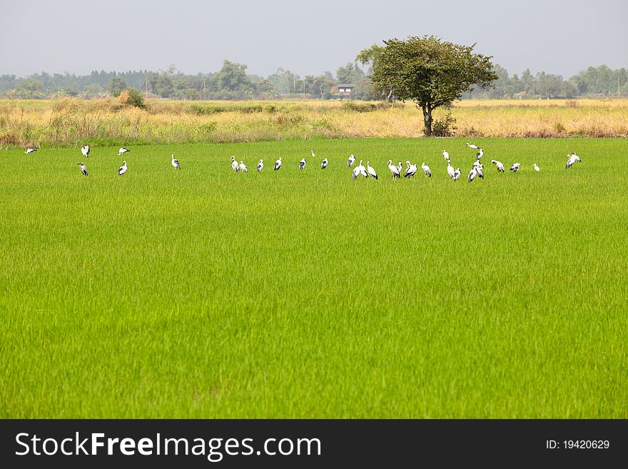 Egrets Feeding In Paddy Field