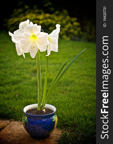 White flower in a blue pot on a patio in a garden. White flower in a blue pot on a patio in a garden
