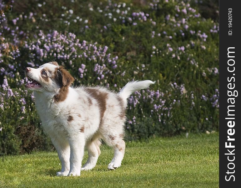 Cute chocolate tri merle collie puppy