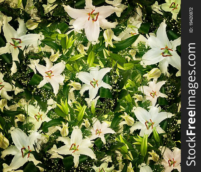 White lilies and green leaves background. White lilies and green leaves background