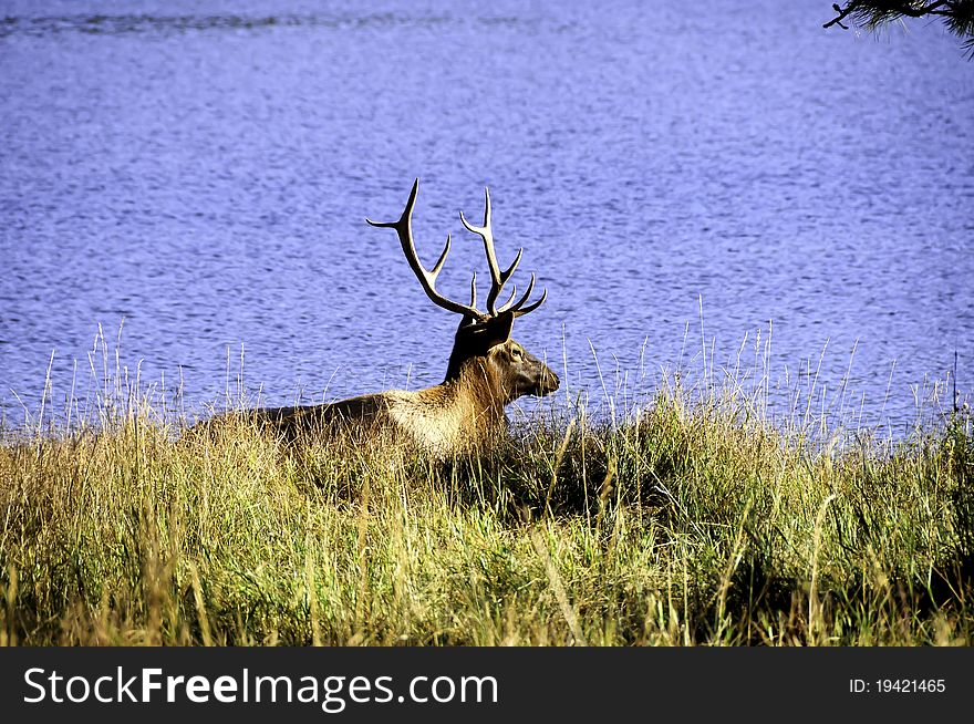 A large bull elk resting next to a lake