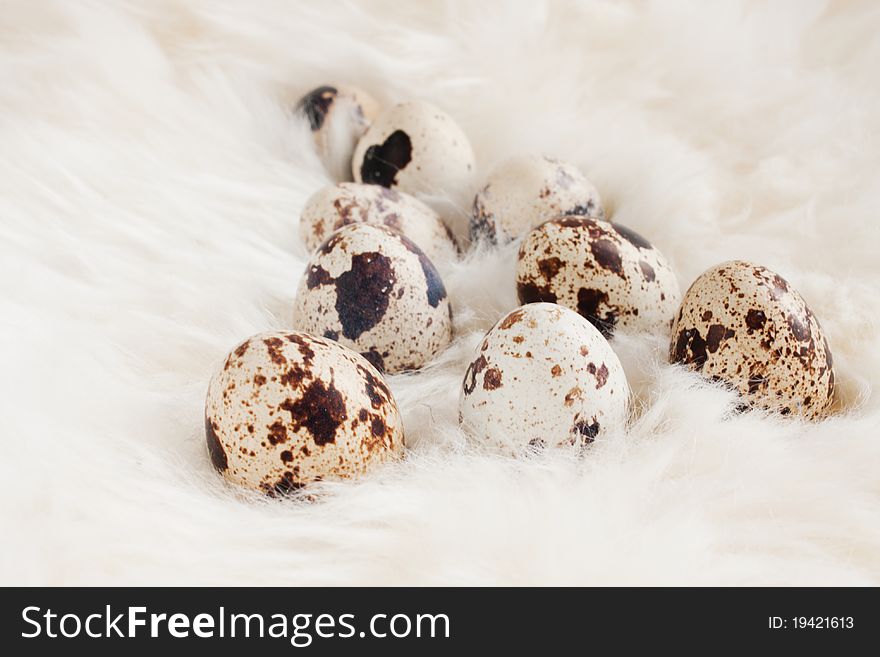 Group colored quail eggs in artificial shelters