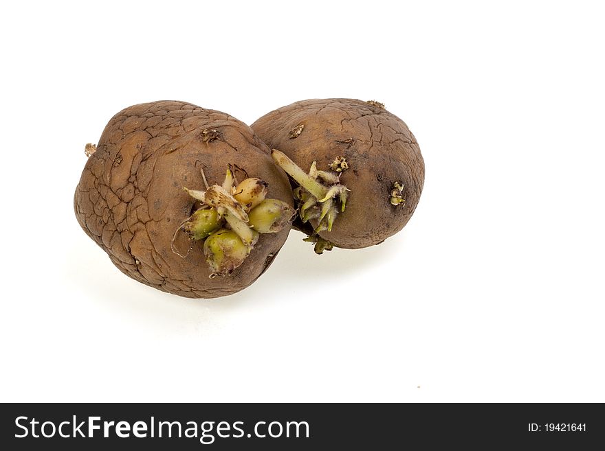 Old potato with sprouts on a white background