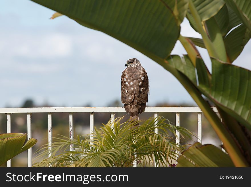 A wild hawk sitting on a yard fence.