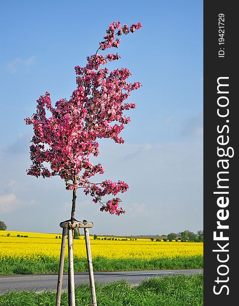 Spring cherry tree in bloom, colorful rural landscape with road. Spring cherry tree in bloom, colorful rural landscape with road.