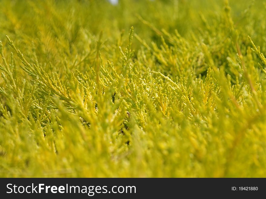 Green bushes on sunset, shallow DOF