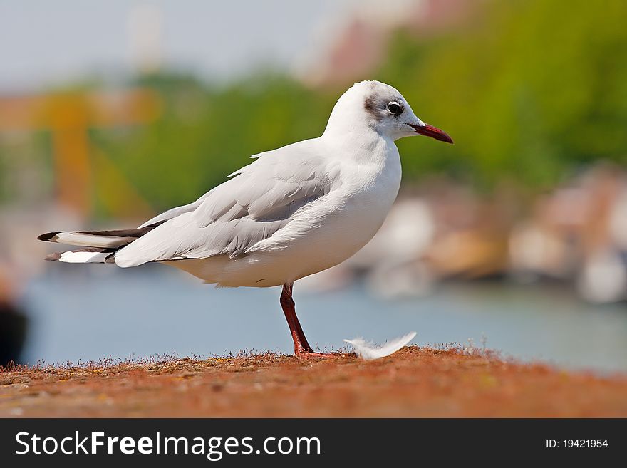 Seagull standing on the dock