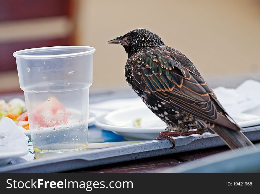 Brown bird standing on the plate with food leftovers