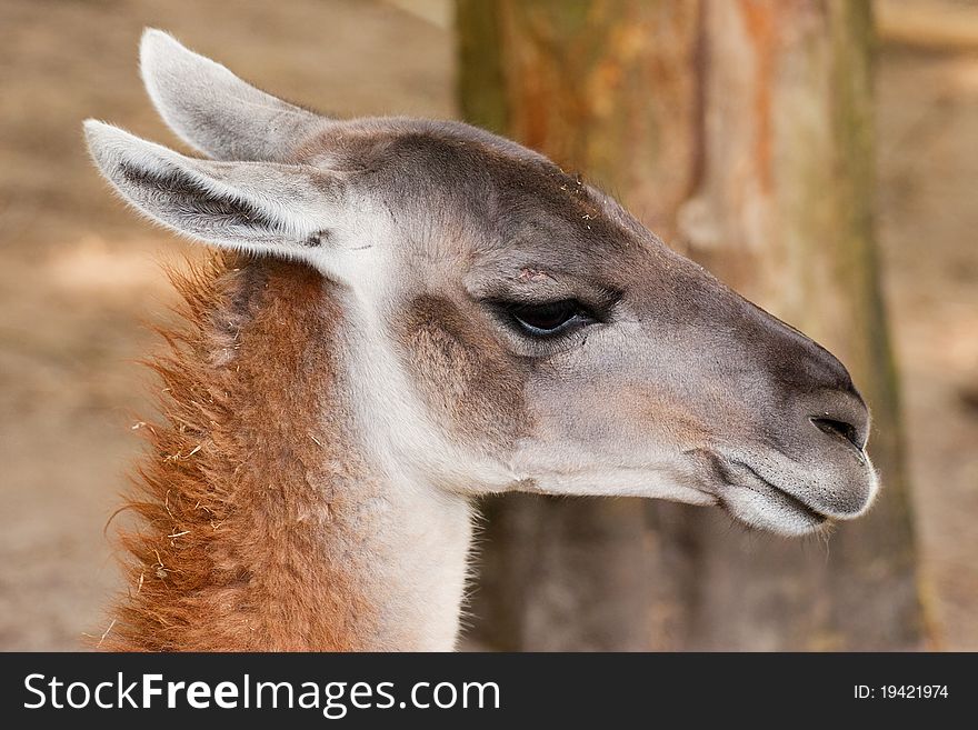 Guanaco head shot with tree in the background