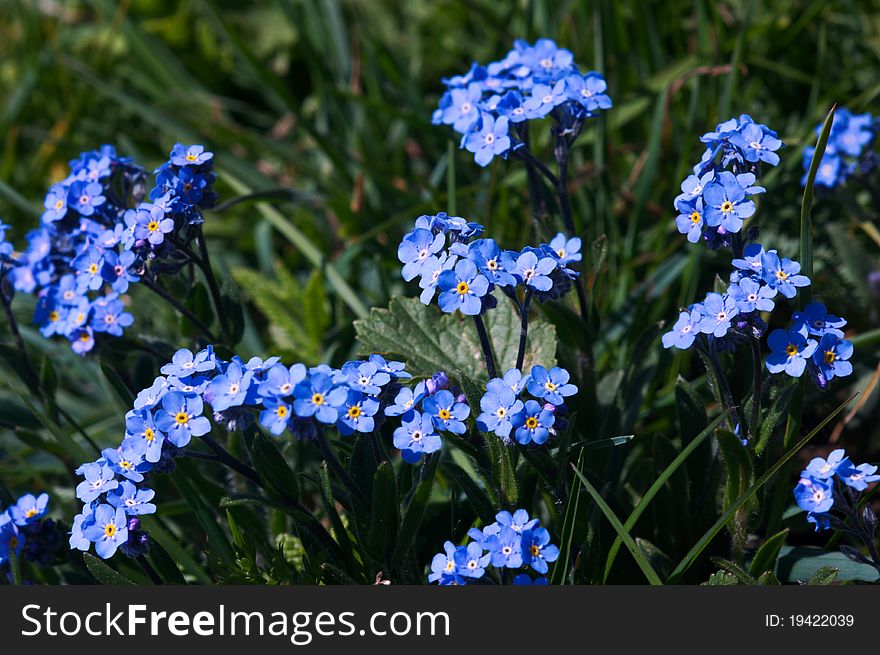 Wild blue mountain flowers in Swiss Alps, europe. Wild blue mountain flowers in Swiss Alps, europe.