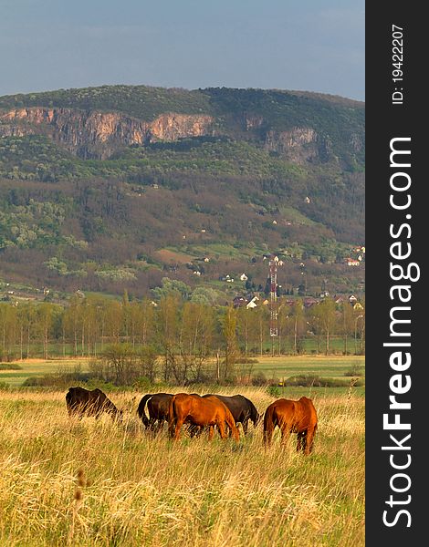 Beautiful landscape, horses in the pasture