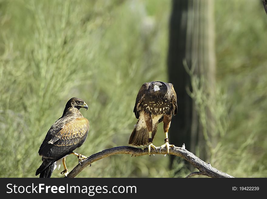 Two Harris's hawks perched on a limb in the desert