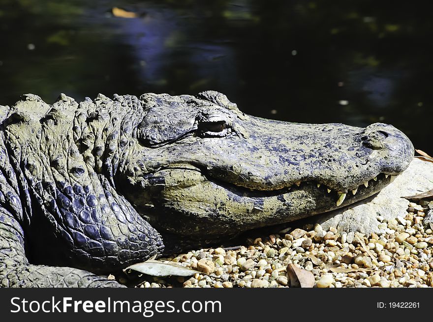 Portrait of an American Alligator enjoying the sun.