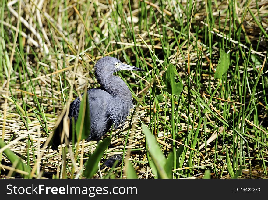 A little blue heron looking for fish in the wetlands