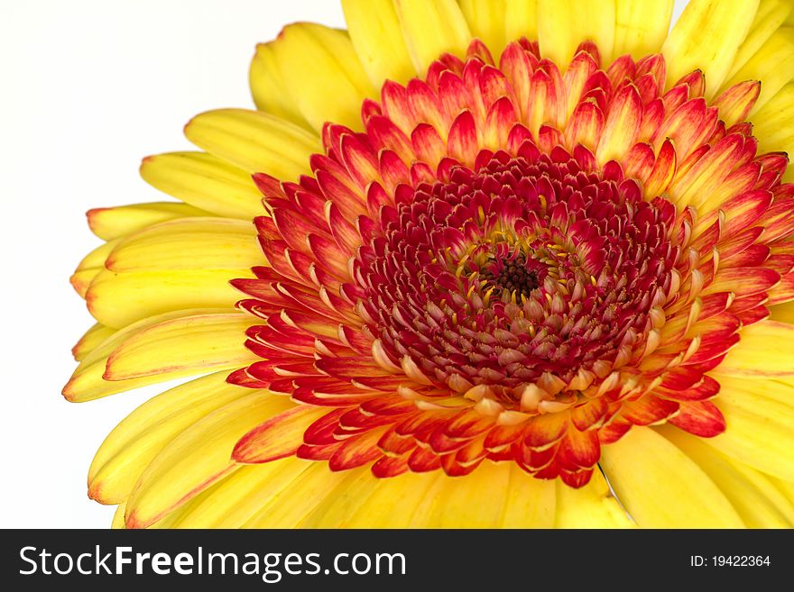 Beautiful yellow ,red gerbera on a white background