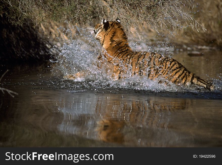 Adult Tiger In Water