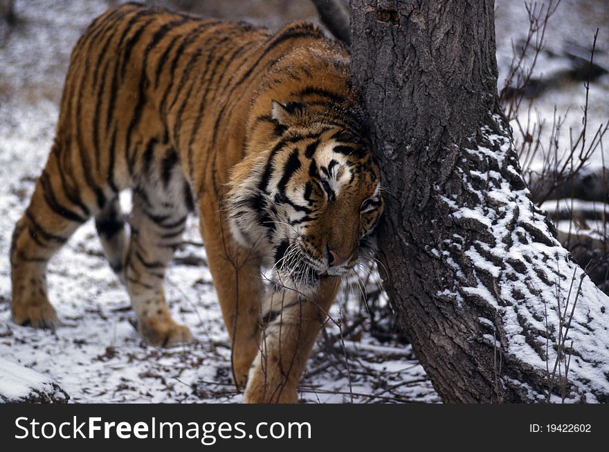 Adult Tiger In Winter