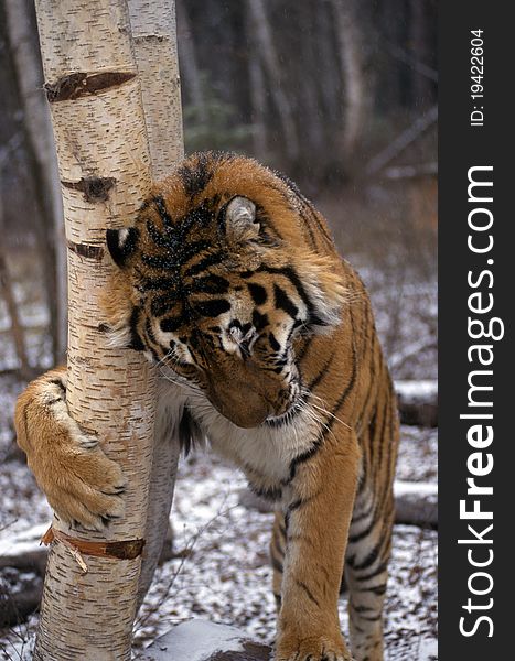 Adult Tiger Scratching Tree