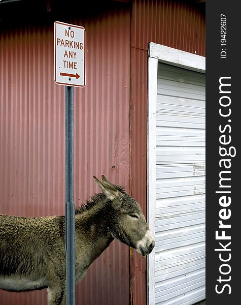 A small burro and a no parking sign. A small burro and a no parking sign.