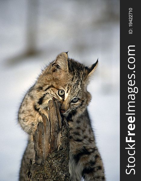 Young bobcat investigating the bark of a tree.