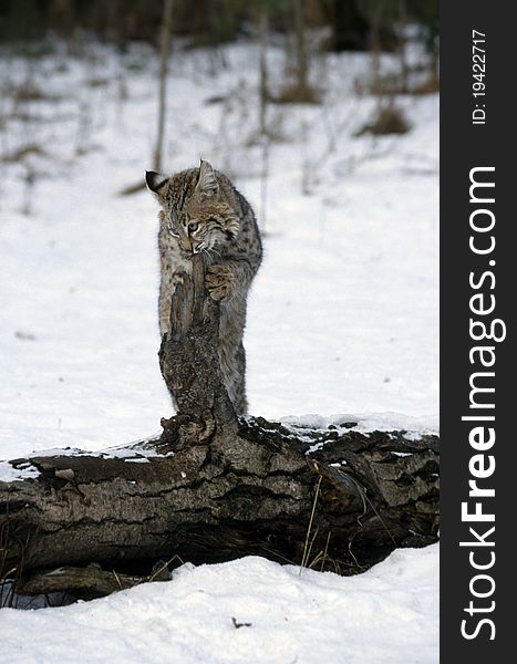 Young bobcat investigating the bark of a tree.