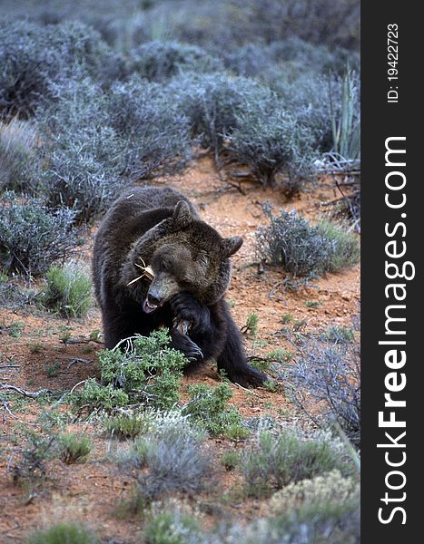 Grizzly bear in the scrub eating branch. Grizzly bear in the scrub eating branch