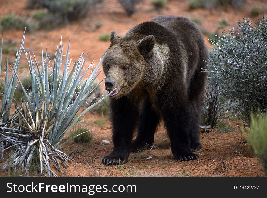 Grizzly bear in the scrub walking slow. Grizzly bear in the scrub walking slow
