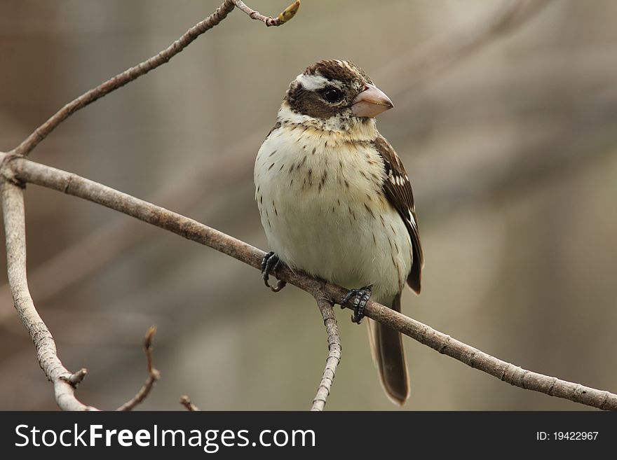 Female Rose-breasted Grosbeak (Pheucticus ludovicianus) - Ontario, Canada