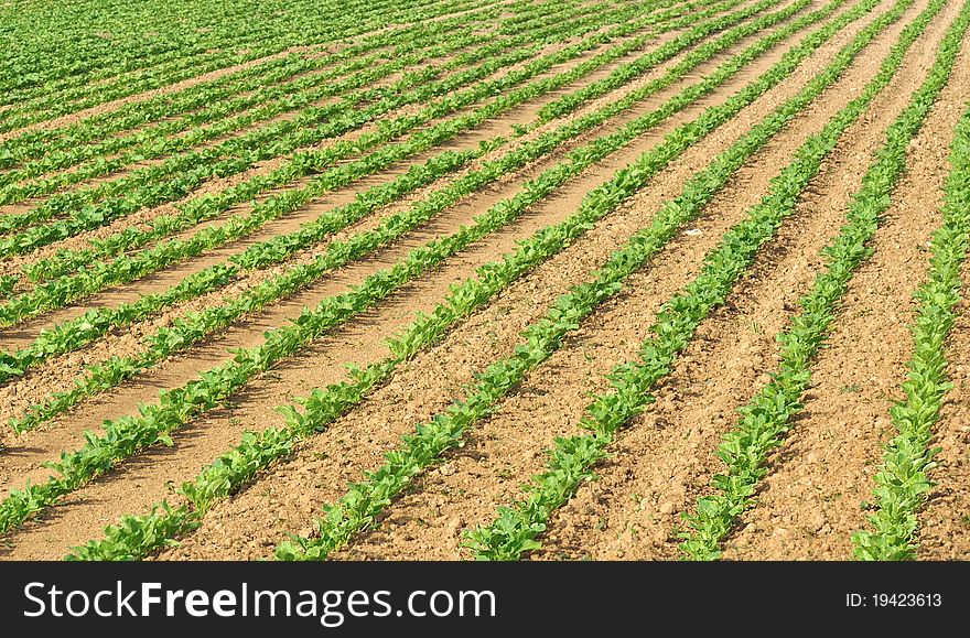 Furrows In A Field