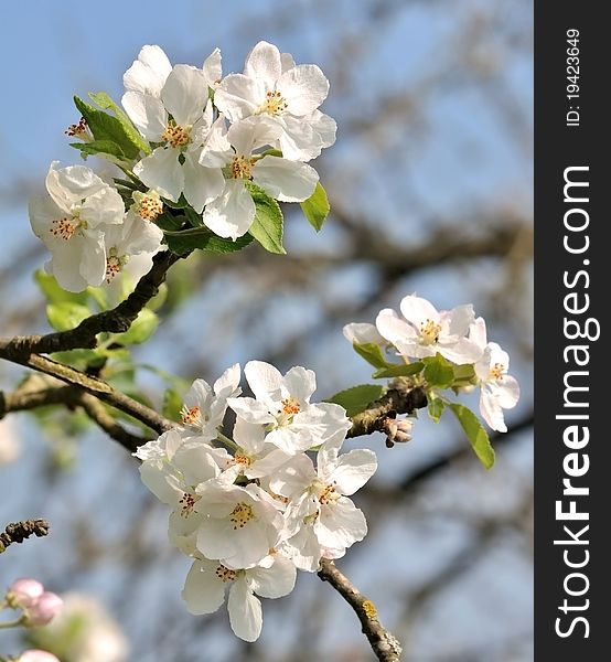 Groups of white apple blossoms seen close