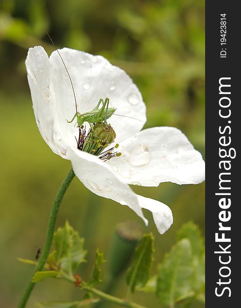 Green grasshopper on a beautiful white poppy. Green grasshopper on a beautiful white poppy