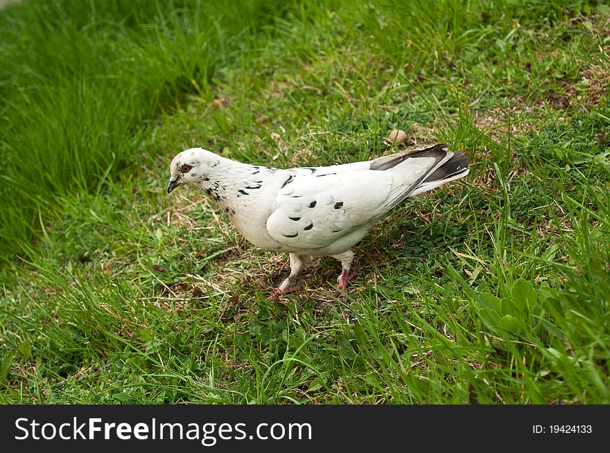 White Pigeon On A Green Grass