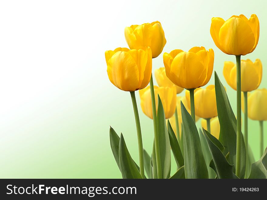 Tulips isolated on white background, many tulips, yellow tulip. Tulips isolated on white background, many tulips, yellow tulip