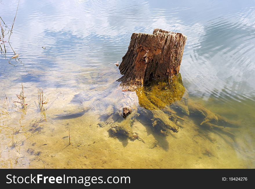 Old Stump Of A Tree In A Forest Lake