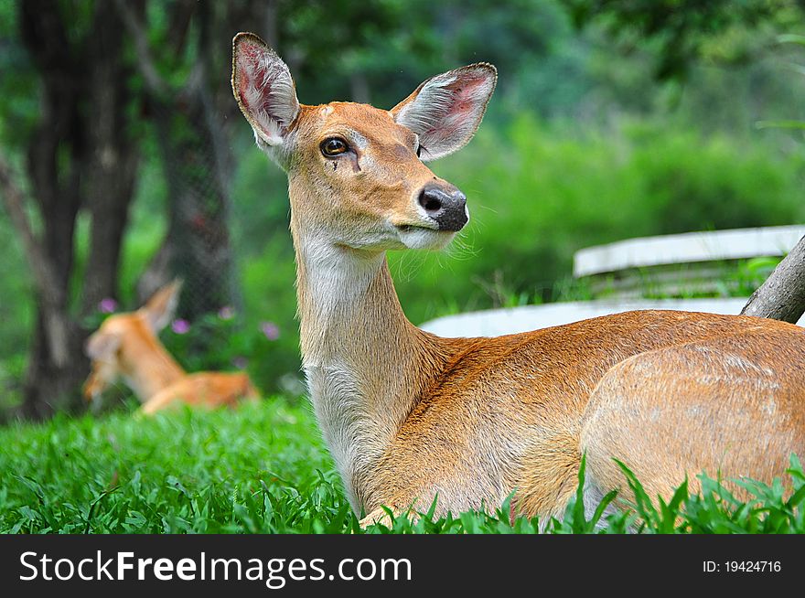 Deers are sitting down in the grass ground.