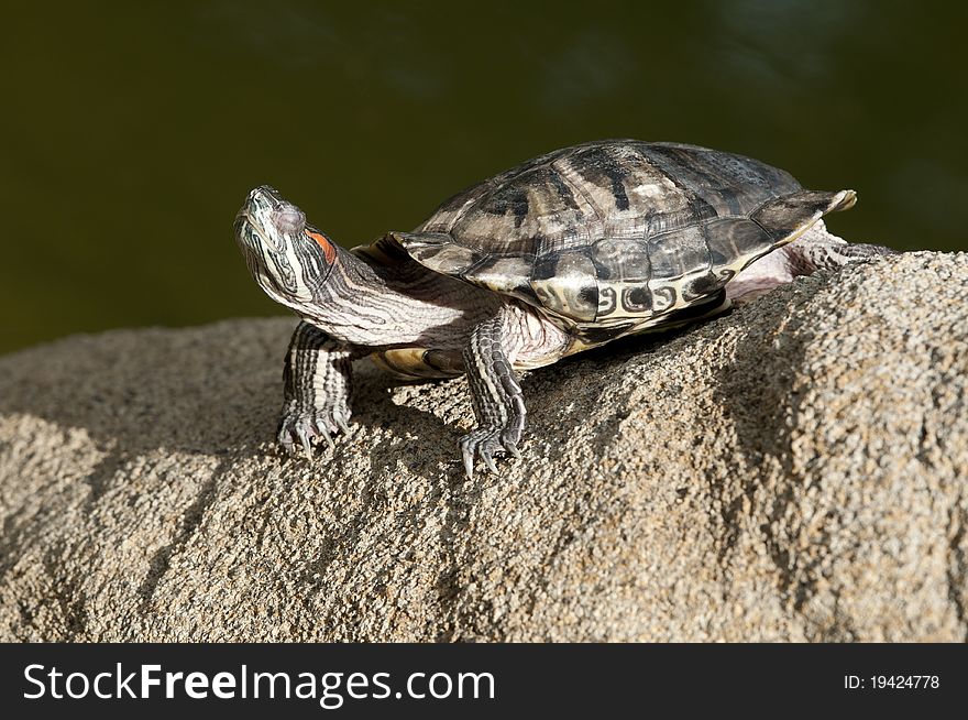 Tortoise on the rock