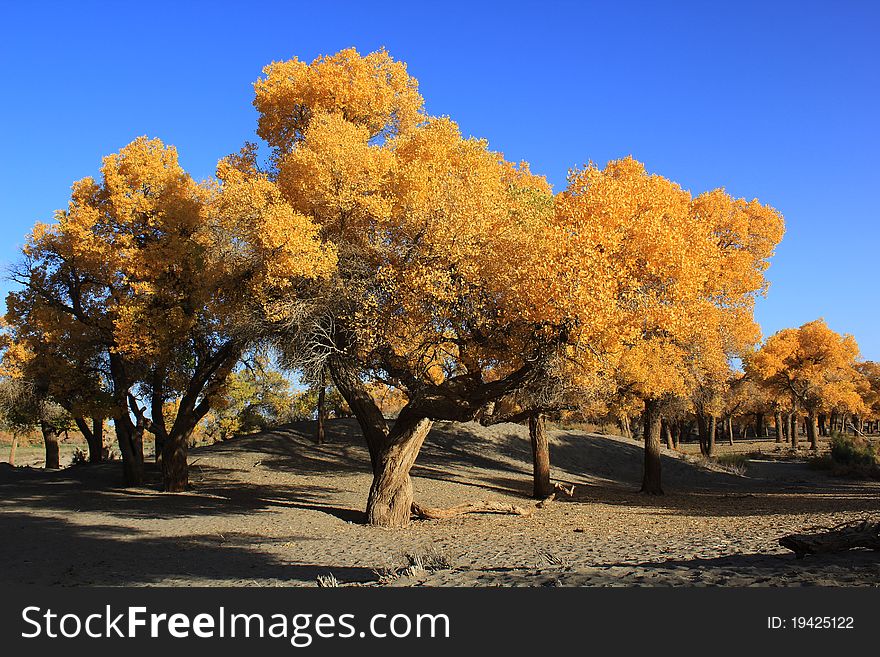 Sunlight golden poplar ancient plants