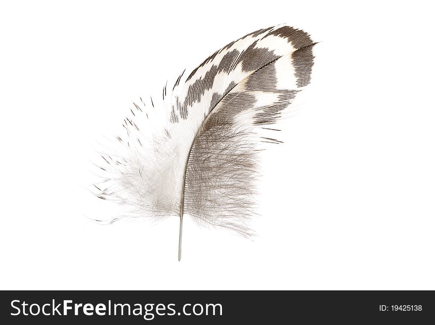 Feather