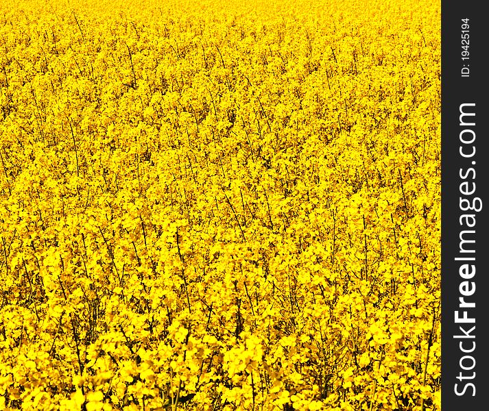 Beautiful rape fields in spring  with blooming flowers