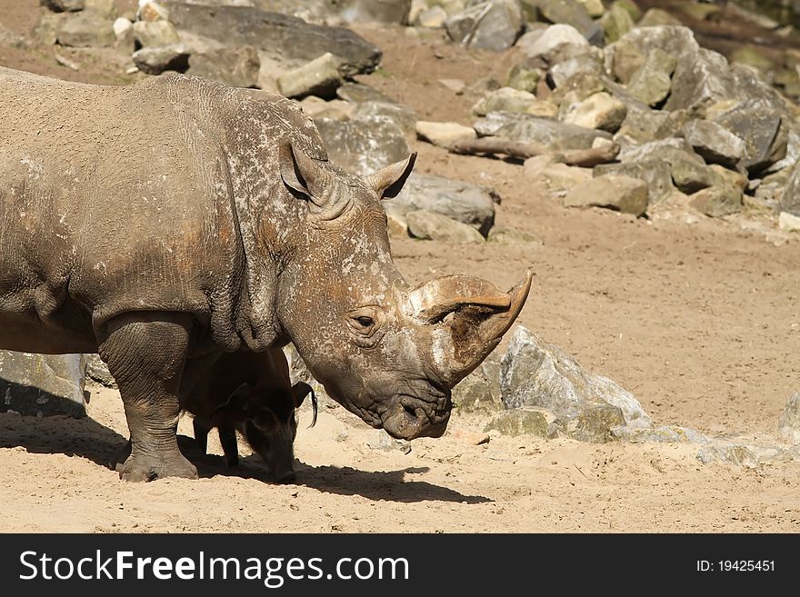 Animals: Rhinoceros standing on a sandy field with rocks