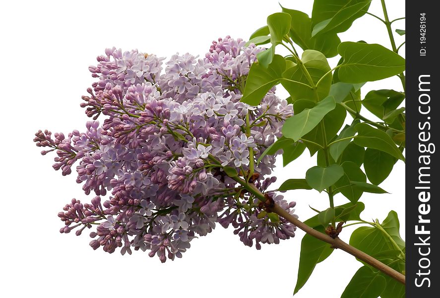 Blooming purple lilac flower on white background.