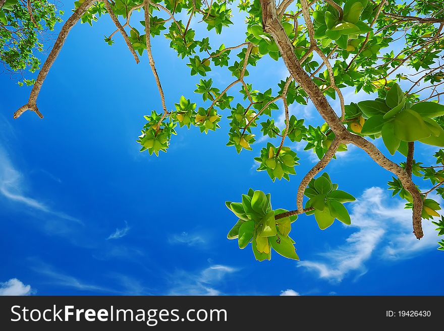 Green leaves on blue sky, Similan island, Thailand