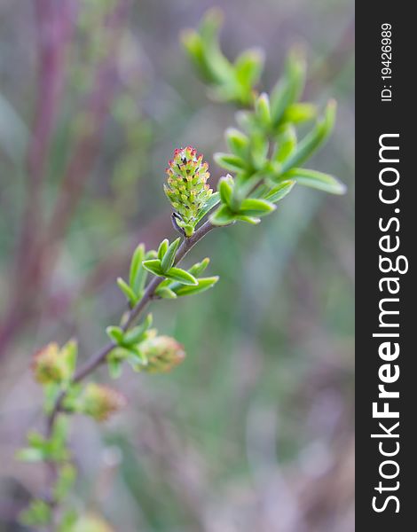 Branch of a willow in the early spring