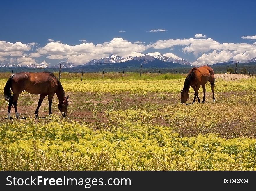 Horses grazing outside in Colorado.