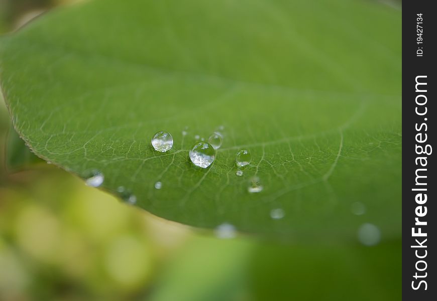 Raindrops on a leaf after a rain shower. Raindrops on a leaf after a rain shower